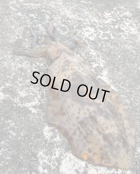 画像5: WILD CHASE 3.5号（20g）爆-SQUIDオリカラ＃BS02 ZONEピンク (5)