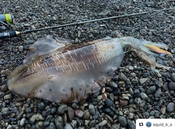 画像6: WILD CHASE 3.5号（20g）爆-SQUIDオリカラ＃BS01 ZONEオレンジ (6)