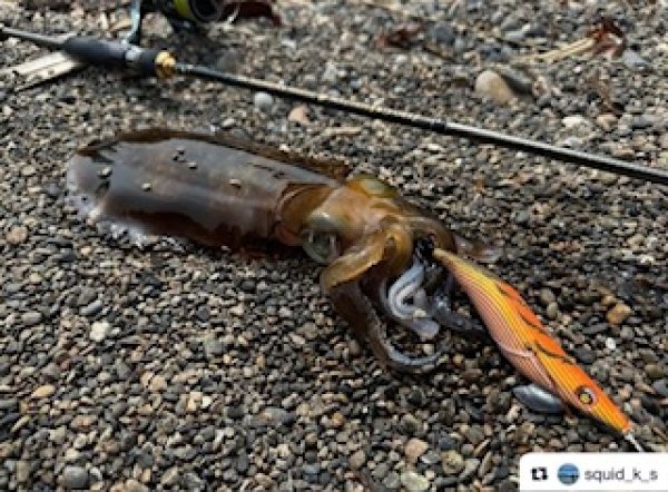 画像7: WILD CHASE 3.5号（20g）爆-SQUIDオリカラ＃BS01 ZONEオレンジ (7)