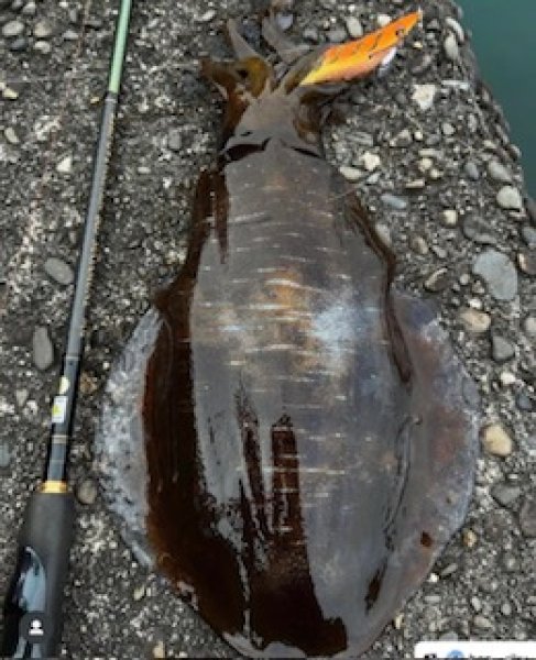 画像8: WILD CHASE 3.5号（20g）爆-SQUIDオリカラ＃BS01 ZONEオレンジ (8)