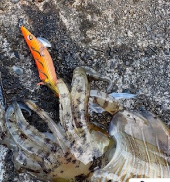 画像4: WILD CHASE 3.5号（20g）爆-SQUIDオリカラ＃BS01 ZONEオレンジ (4)