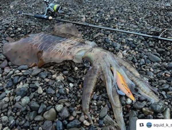 画像5: WILD CHASE 3.5号（20g）爆-SQUIDオリカラ＃BS01 ZONEオレンジ (5)