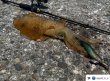 画像7: WILD CHASE 3.5号（20g）爆-SQUIDオリカラ＃BS01 、02、03　ZONE シリーズ　3色セット (7)