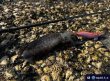 画像4: WILD CHASE 3.5号（20g）爆-SQUIDオリカラ＃BS01 、02、03　ZONE シリーズ　3色セット (4)