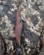 画像5: WILD CHASE 3.5号（20g）爆-SQUIDオリカラ＃BS01 、02、03　ZONE シリーズ　3色セット (5)